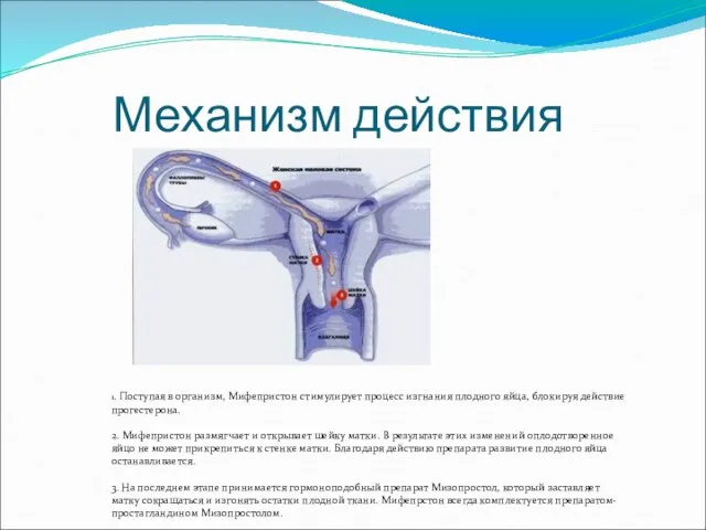 Механизм действия 1. Поступая в организм, Мифепристон стимулирует процесс изгнания плодного яйца,