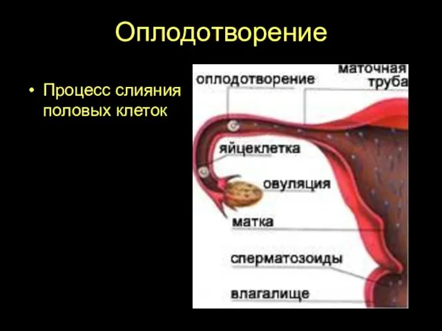 Оплодотворение Процесс слияния половых клеток