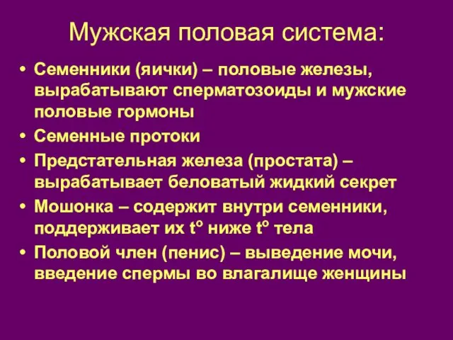 Мужская половая система: Семенники (яички) – половые железы, вырабатывают сперматозоиды и мужские