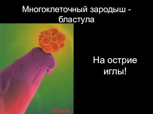 Многоклеточный зародыш - бластула На острие иглы!