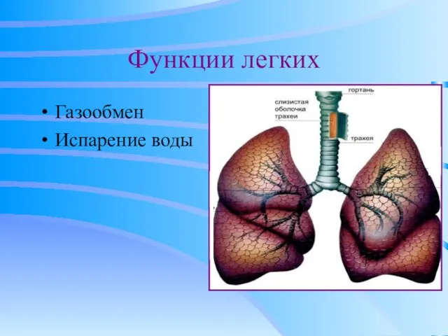 Функции легких Газообмен Испарение воды