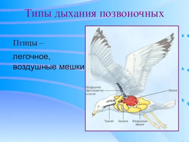 Типы дыхания позвоночных Птицы – легочное, воздушные мешки