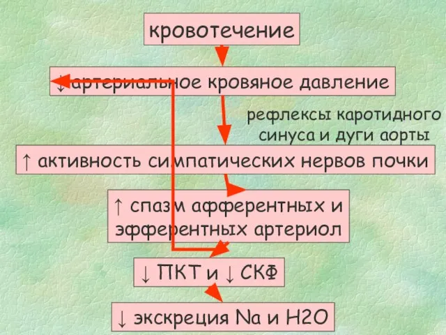 кровотечение ↓ артериальное кровяное давление рефлексы каротидного синуса и дуги аорты ↑