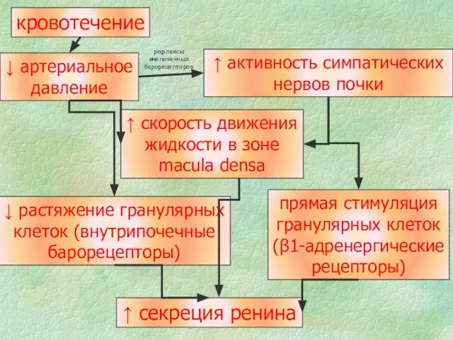 кровотечение ↓ артериальное давление ↑ скорость движения жидкости в зоне macula densa