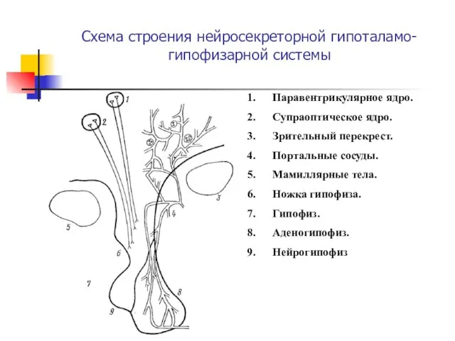 Схема строения нейросекреторной гипоталамо-гипофизарной системы Паравентрикулярное ядро. Супраоптическое ядро. Зрительный перекрест. Портальные