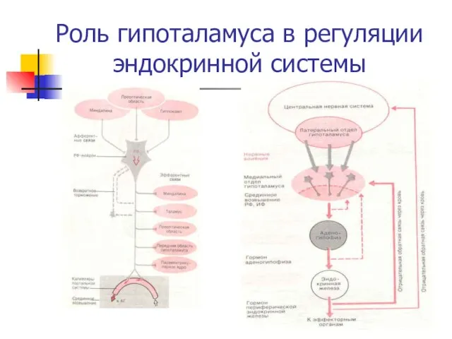 Роль гипоталамуса в регуляции эндокринной системы