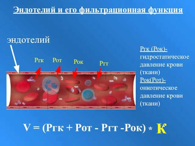 К эндотелий Эндотелий и его фильтрационная функция Ргк (Рок)- гидростатическое давление крови (ткани) Рок(Рот)-онкотическое давление крови(ткани)