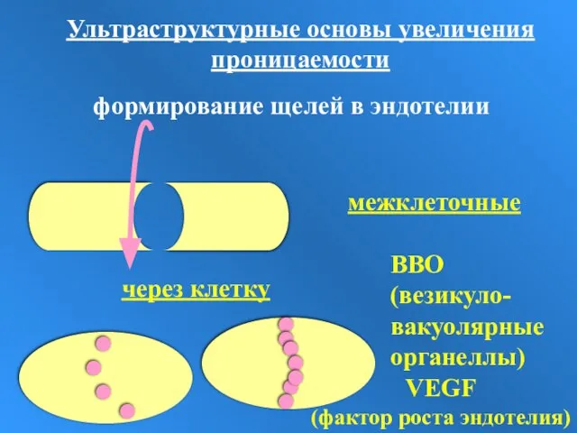 Ультраструктурные основы увеличения проницаемости формирование щелей в эндотелии межклеточные через клетку ВВО