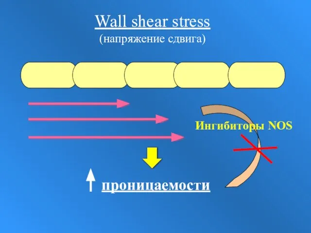 Wall shear stress (напряжение сдвига) Ингибиторы NOS