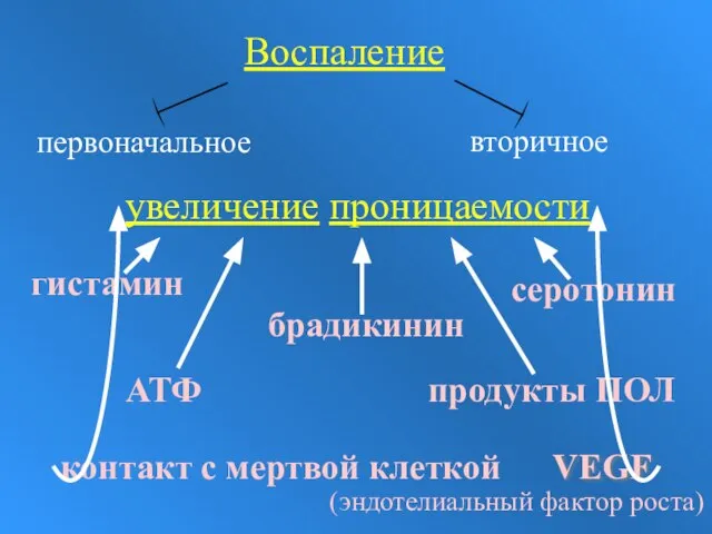 Воспаление первоначальное вторичное увеличение проницаемости гистамин продукты ПОЛ серотонин брадикинин VEGF АТФ