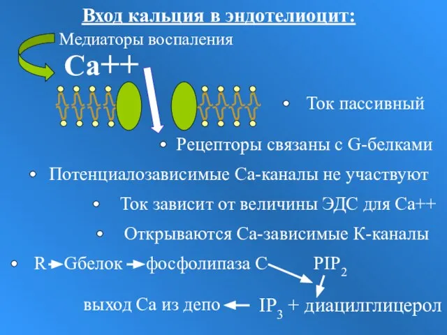 Са++ Потенциалозависимые Са-каналы не участвуют Открываются Са-зависимые К-каналы Ток зависит от величины