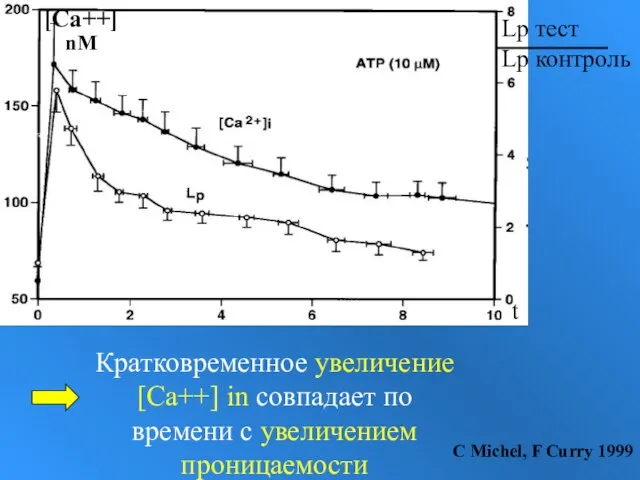 Кратковременное увеличение [Ca++] in совпадает по времени с увеличением проницаемости С Michel,