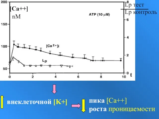 внеклеточной [K+] пика [Ca++] роста проницаемости