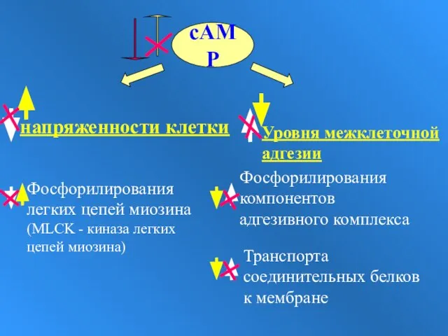 cAMP напряженности клетки Уровня межклеточной адгезии Фосфорилирования легких цепей миозина (MLCK -