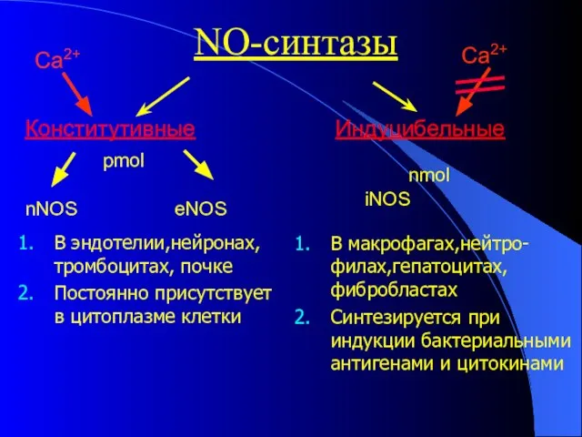 NO-синтазы Конститутивные Индуцибельные nNOS eNOS В эндотелии,нейронах, тромбоцитах, почке Постоянно присутствует в