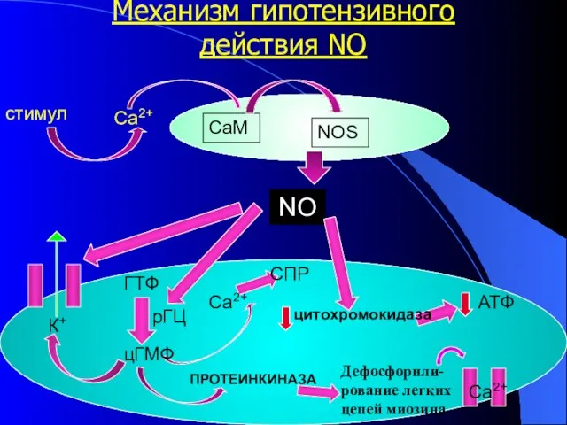 Механизм гипотензивного действия NO стимул Са2+ NOS CaM NO рГЦ К+ СПР