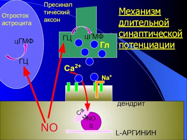 NOS CaM NO L-АРГИНИН Отросток астроцита ГЦ цГМФ Гл Na+ дендрит ГЦ