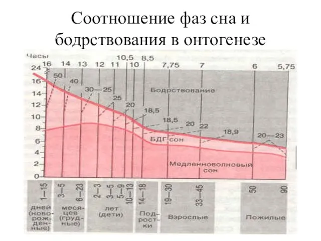 Соотношение фаз сна и бодрствования в онтогенезе