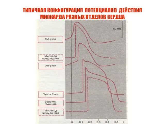 ТИПИЧНАЯ КОНФИГУРАЦИЯ ПОТЕНЦИАЛОВ ДЕЙСТВИЯ МИОКАРДА РАЗНЫХ ОТДЕЛОВ СЕРДЦА Ек