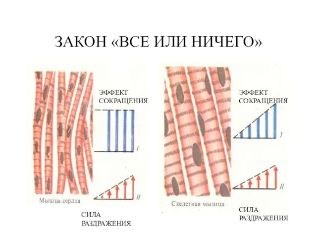 ЗАКОН «ВСЕ ИЛИ НИЧЕГО» СИЛА РАЗДРАЖЕНИЯ ЭФФЕКТ СОКРАЩЕНИЯ ЭФФЕКТ СОКРАЩЕНИЯ СИЛА РАЗДРАЖЕНИЯ