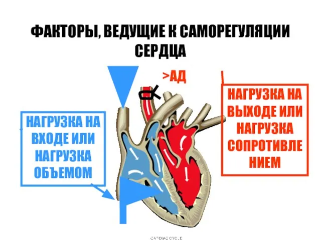 ФАКТОРЫ, ВЕДУЩИЕ К САМОРЕГУЛЯЦИИ СЕРДЦА НАГРУЗКА НА ВХОДЕ ИЛИ НАГРУЗКА ОБЪЕМОМ >АД