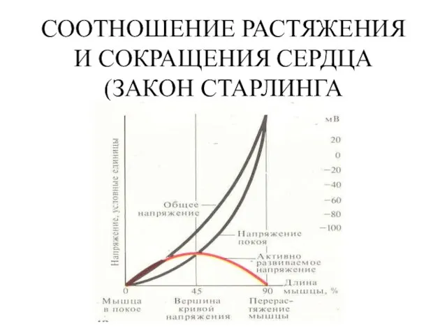 СООТНОШЕНИЕ РАСТЯЖЕНИЯ И СОКРАЩЕНИЯ СЕРДЦА (ЗАКОН СТАРЛИНГА