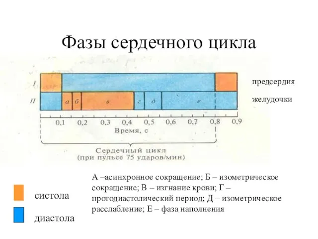 Фазы сердечного цикла систола диастола предсердия желудочки А –асинхронное сокращение; Б –