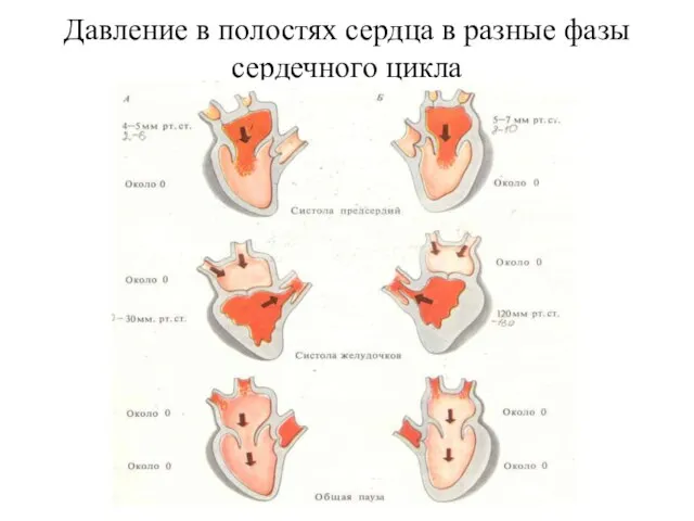 Давление в полостях сердца в разные фазы сердечного цикла