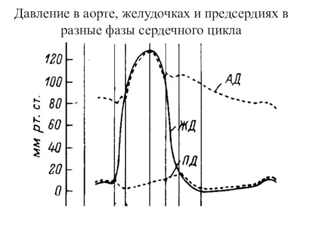 Давление в аорте, желудочках и предсердиях в разные фазы сердечного цикла