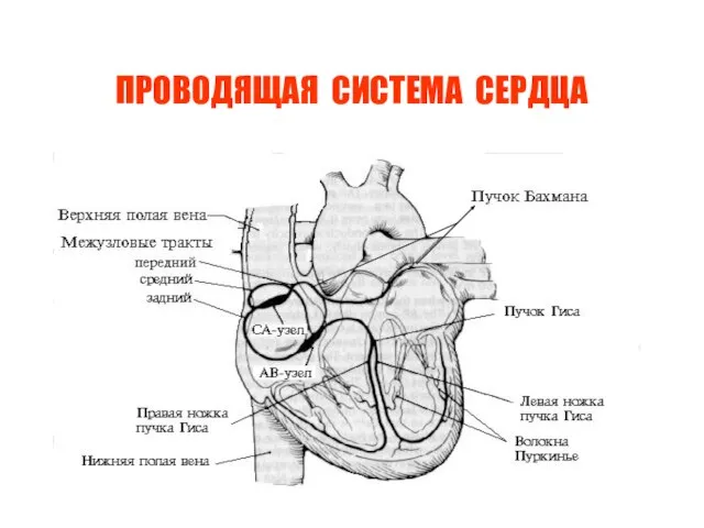 ПРОВОДЯЩАЯ СИСТЕМА СЕРДЦА