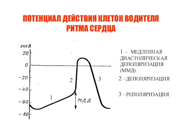 ПОТЕНЦИАЛ ДЕЙСТВИЯ КЛЕТОК ВОДИТЕЛЯ РИТМА СЕРДЦА 1 2 3 1 – МЕДЛЕННАЯ