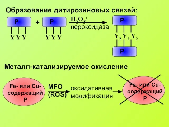 Образование дитирозиновых связей: Металл-катализируемое окисление