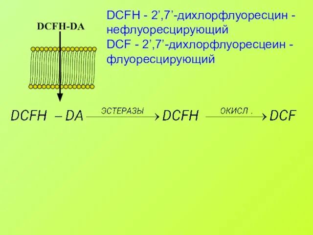 DCFH - 2’,7’-дихлорфлуоресцин - нефлуоресцирующий DCF - 2’,7’-дихлорфлуоресцеин - флуоресцирующий