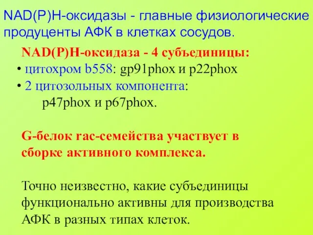 NAD(P)H-оксидазы - главные физиологические продуценты АФК в клетках сосудов. NAD(P)H-оксидаза - 4