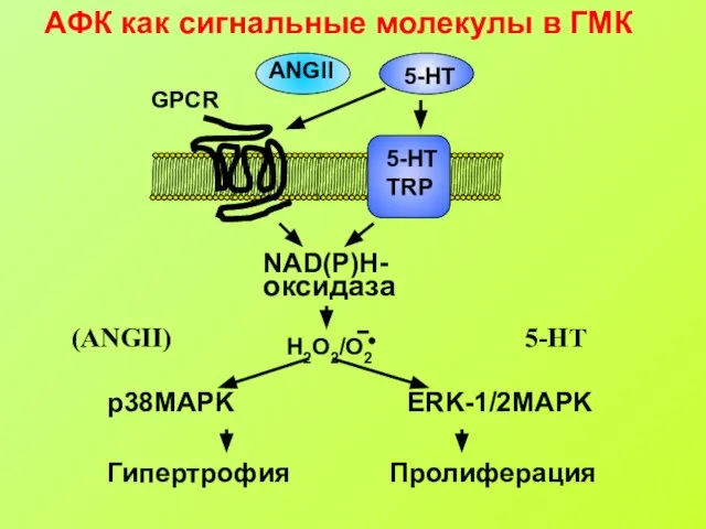 АФК как сигнальные молекулы в ГМК