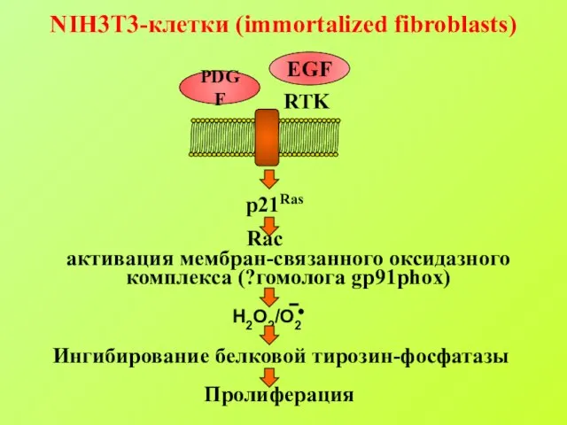 PDGF EGF NIH3T3-клетки (immortalized fibroblasts)