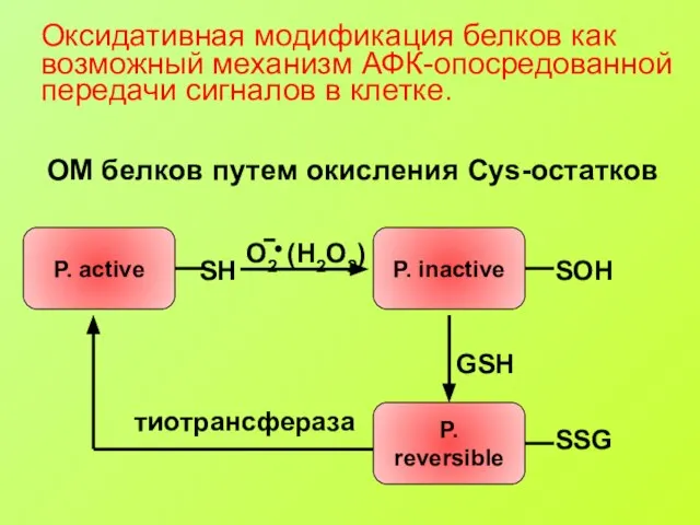 Оксидативная модификация белков как возможный механизм АФК-опосредованной передачи сигналов в клетке. ОМ белков путем окисления Cys-остатков