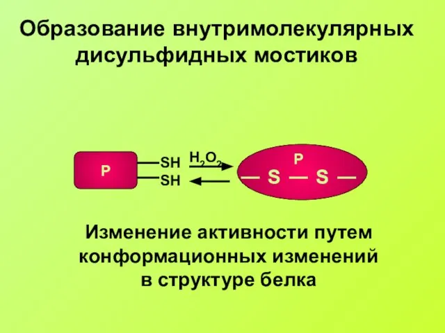 Образование внутримолекулярных дисульфидных мостиков