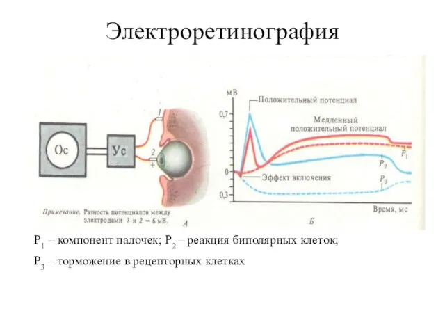 Электроретинография Р1 – компонент палочек; Р2 – реакция биполярных клеток; Р3 – торможение в рецепторных клетках