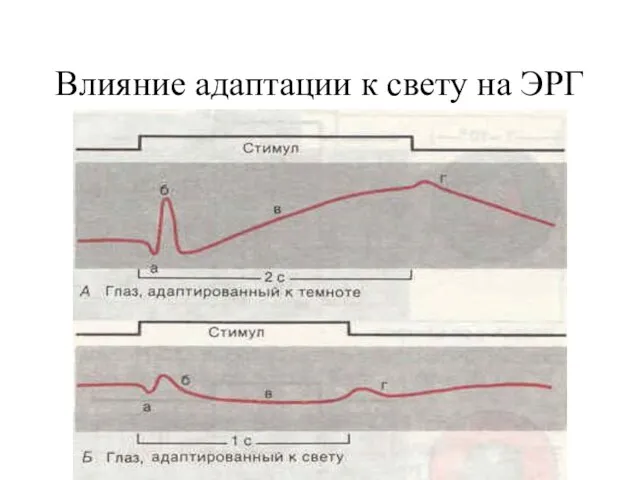 Влияние адаптации к свету на ЭРГ