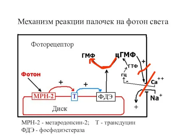 Механизм реакции палочек на фотон света МРН-2 - метародопсин-2; Т - трансдуцин ФДЭ - фосфодиэстераза