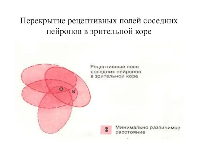 Перекрытие рецептивных полей соседних нейронов в зрительной коре