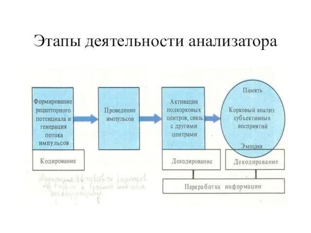 Этапы деятельности анализатора