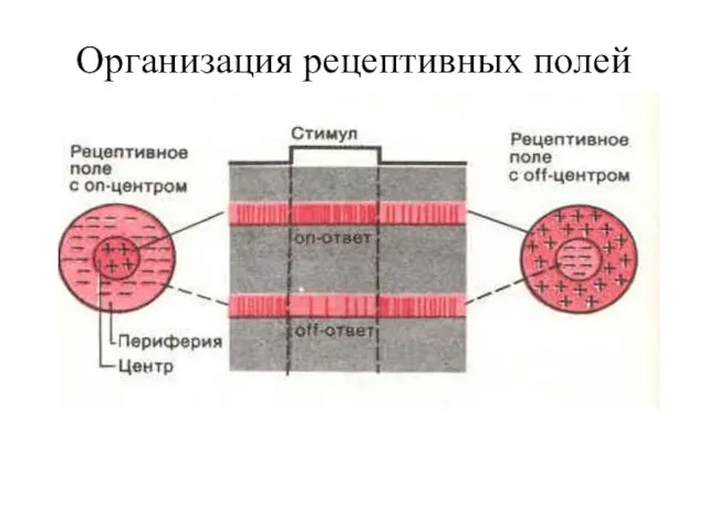 Организация рецептивных полей