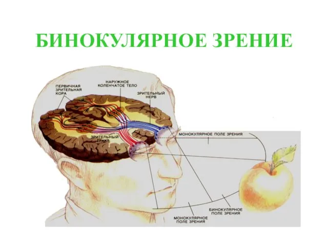 БИНОКУЛЯРНОЕ ЗРЕНИЕ