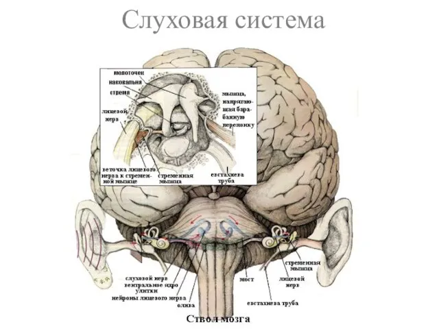 Слуховая система