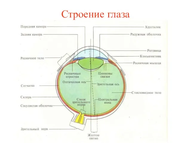 Строение глаза