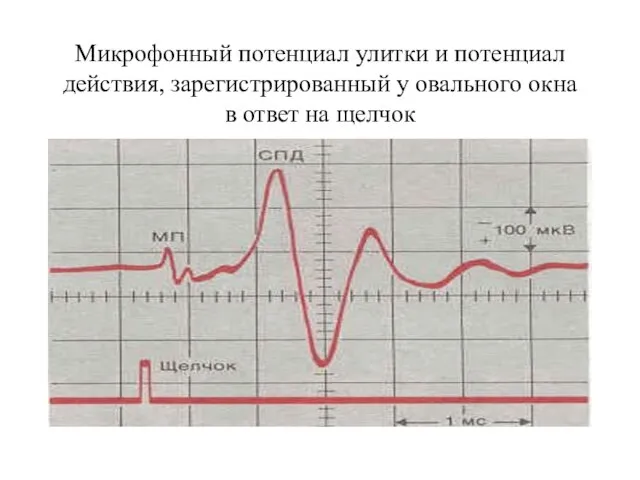 Микрофонный потенциал улитки и потенциал действия, зарегистрированный у овального окна в ответ на щелчок