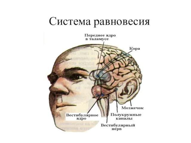 Система равновесия