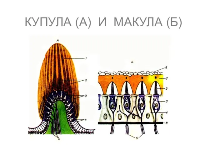 КУПУЛА (А) И МАКУЛА (Б)